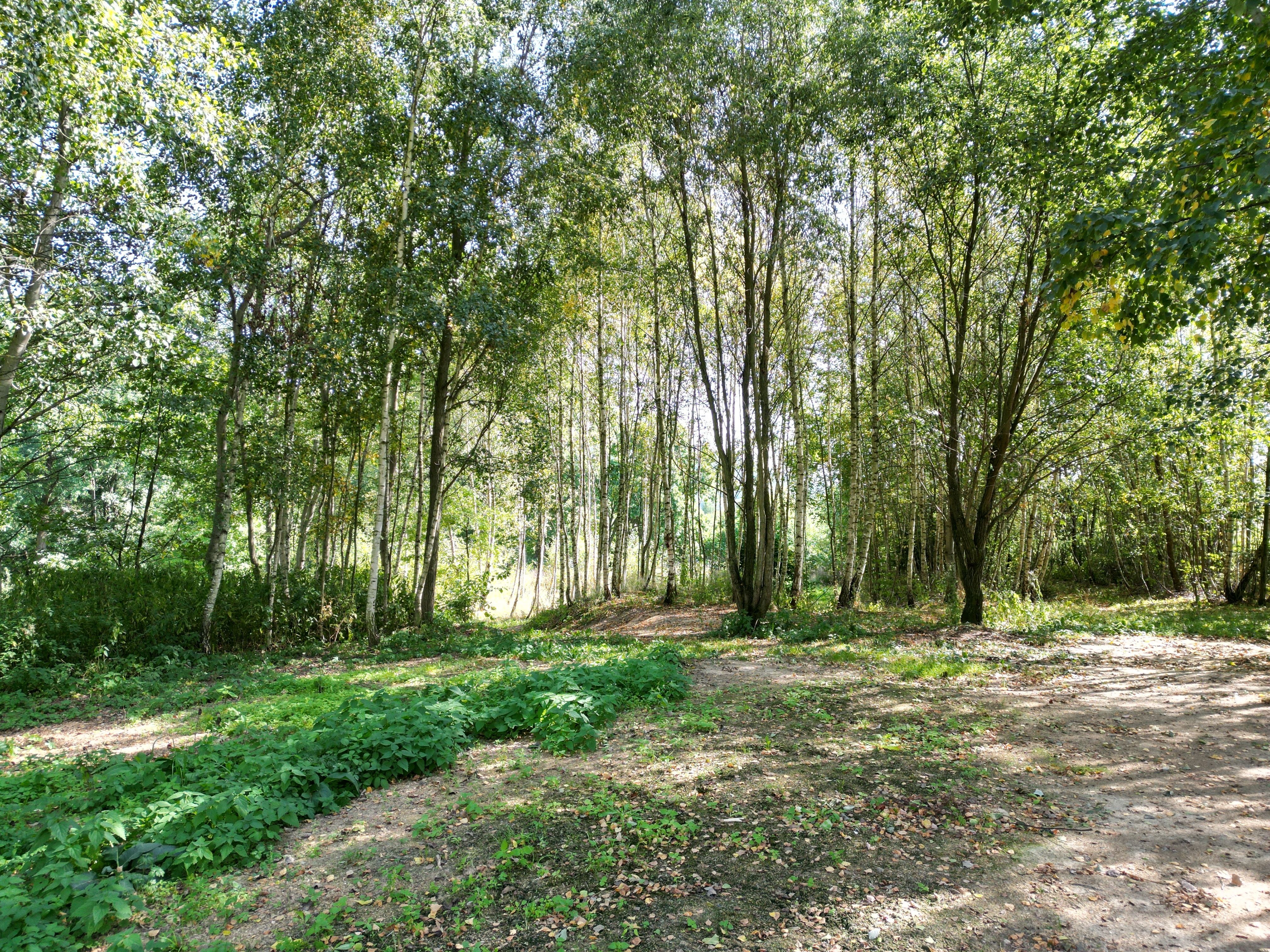 Prodej pozemku v Šumperku 1267 m² - obrázek č.7