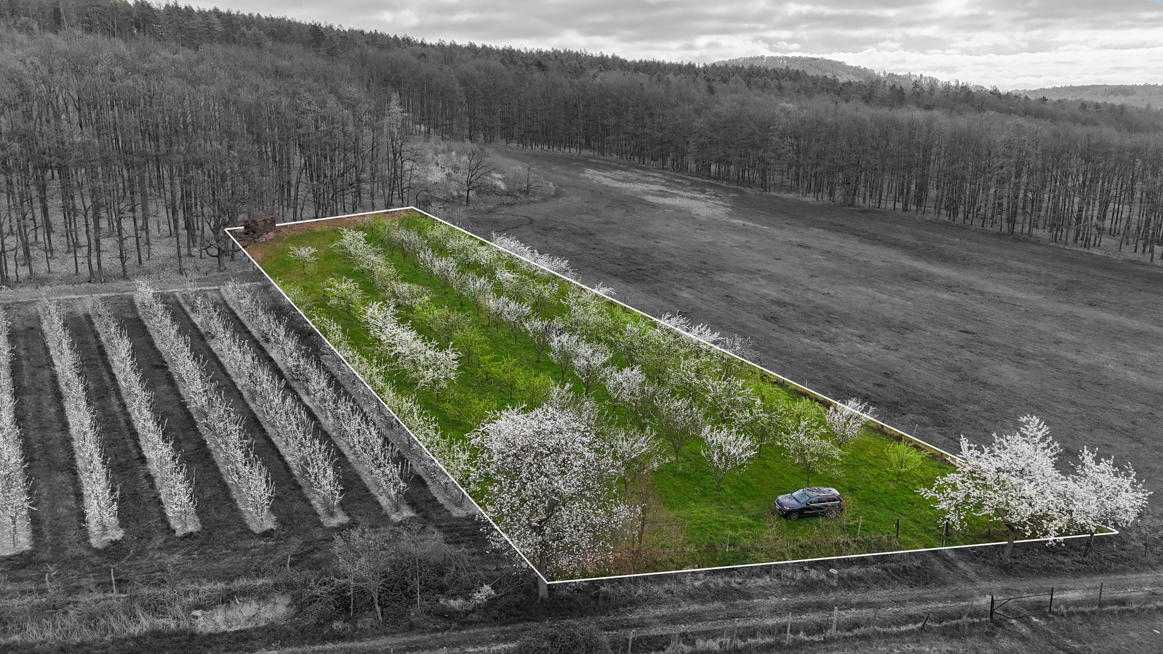 Prodej sadu 4.045 m2 na krásném místě s výhledem na Hanou - obrázek č.2