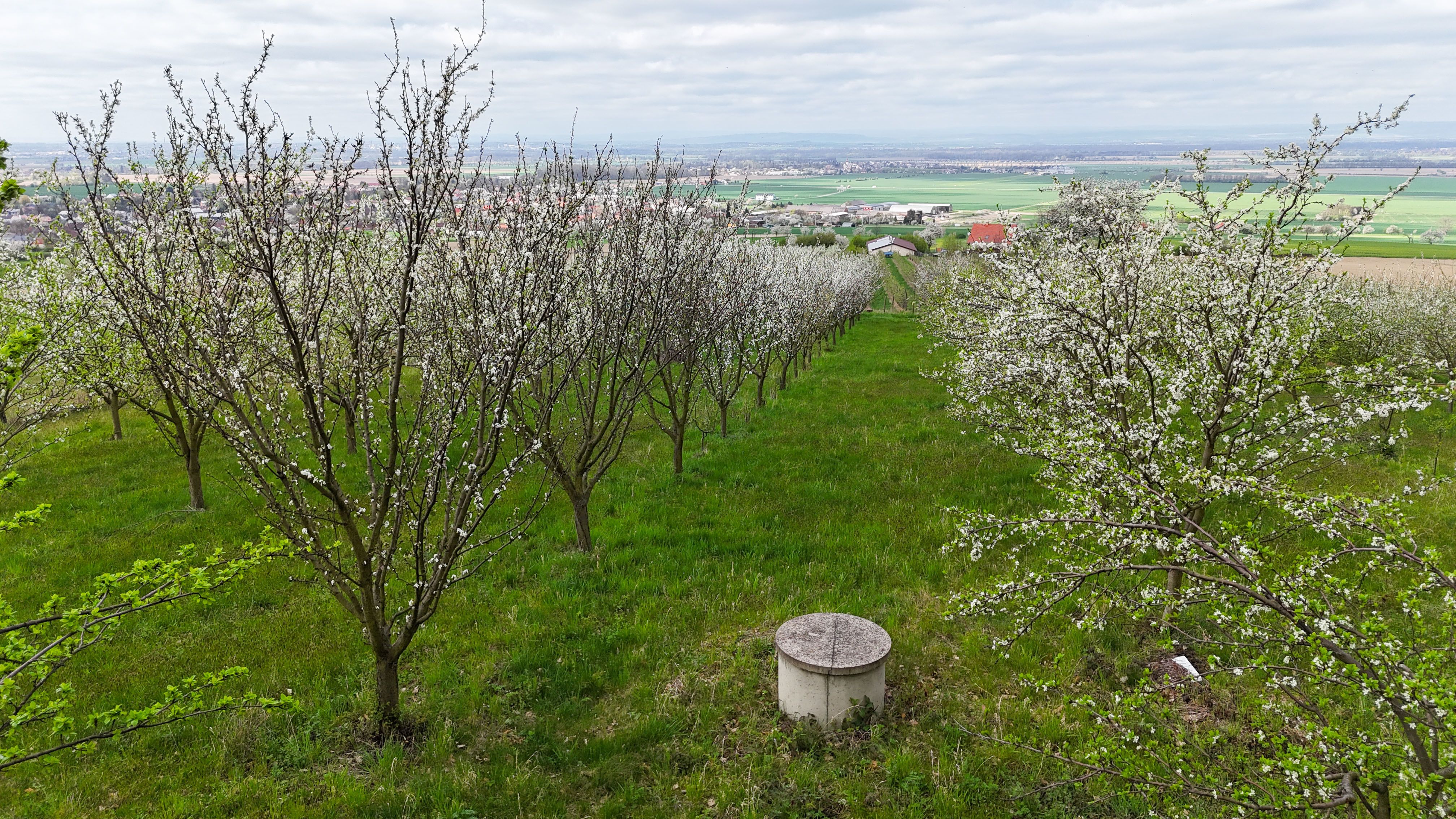 Prodej sadu 4.045 m2 na krásném místě s výhledem na Hanou - obrázek č.9