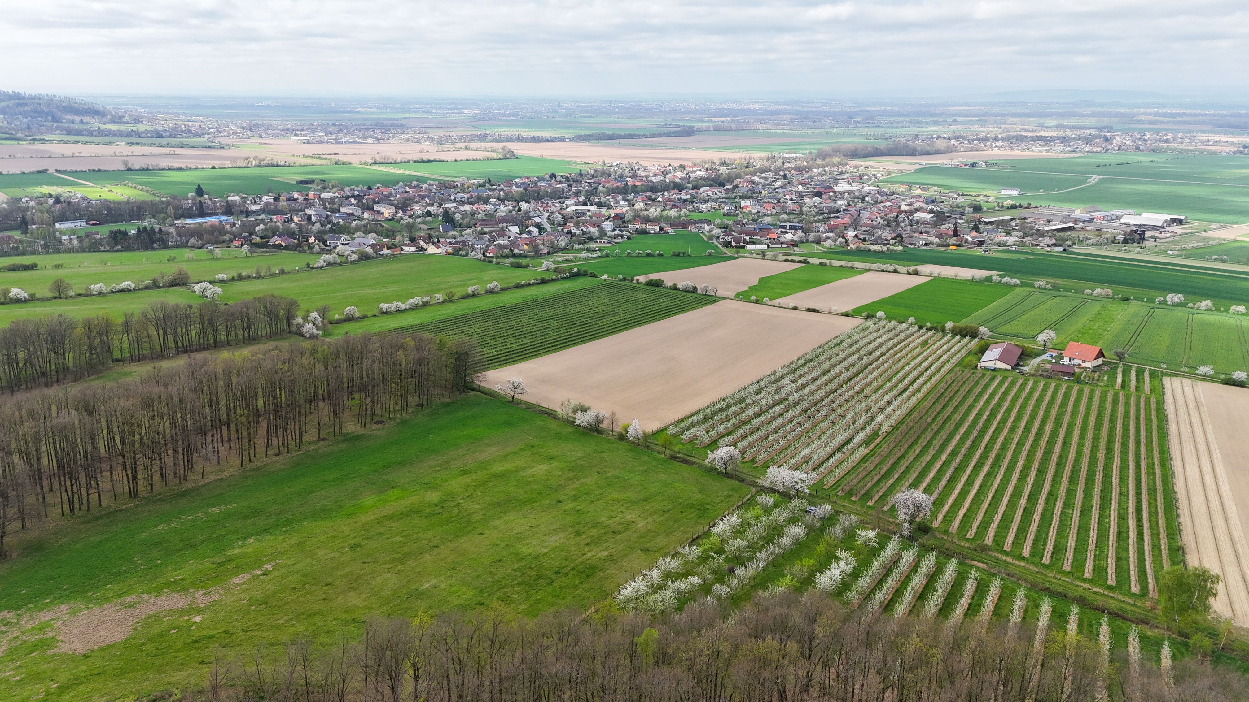 Prodej sadu 4.045 m2 na krásném místě s výhledem na Hanou - obrázek č.10