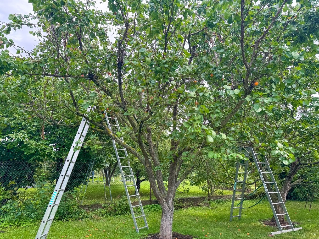 Sleva: Prodej rodinného domu se zahradou ve Vrahovicích - obrázek č.11