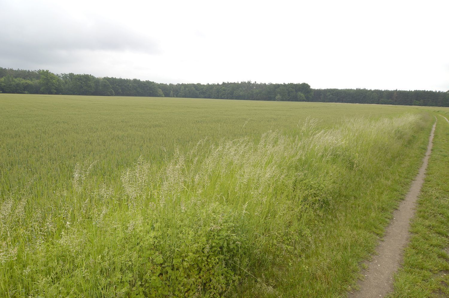 Prodej zemědělského pozemku v Týništi nad Orlicí, Podboří. - obrázek č.3