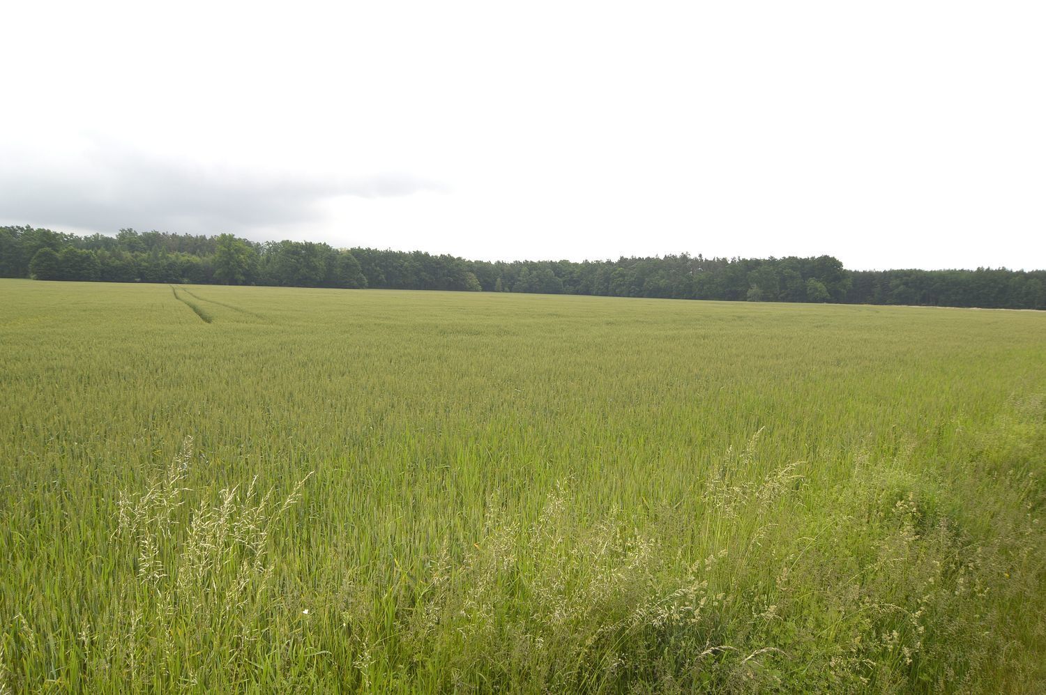Prodej zemědělského pozemku v Týništi nad Orlicí, Podboří. - obrázek č.5