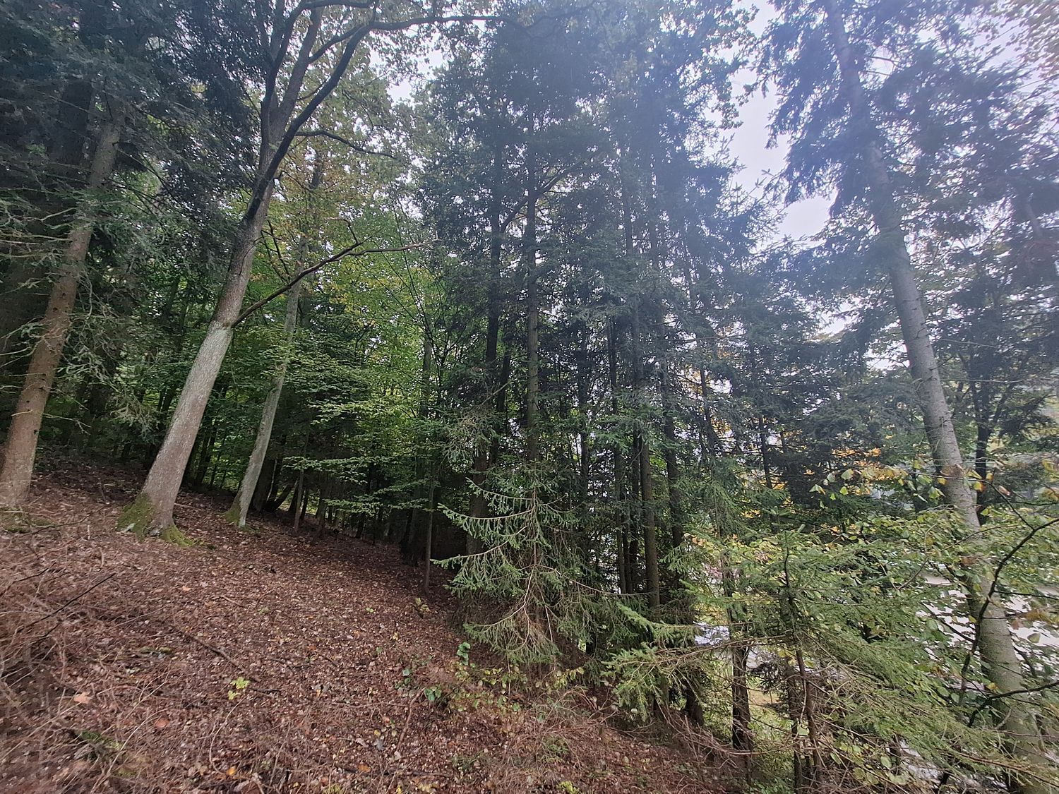 Malý les v Novém Městě nad Metují - obrázek č.2