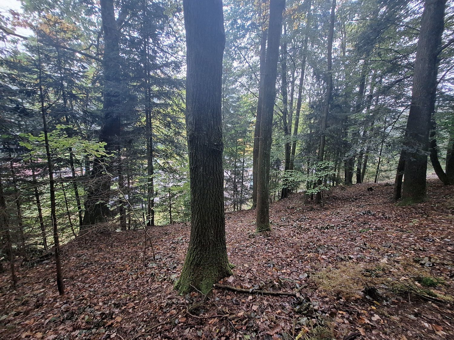 Malý les v Novém Městě nad Metují - obrázek č.3